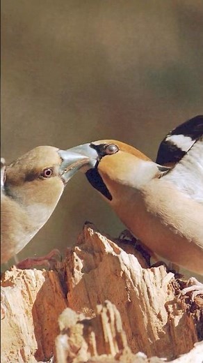 🐦 Asombrosas Curiosidades de las Aves en 60 Segundos: Animales Vertebrados para Niños 🌍✨