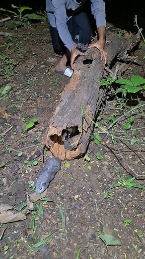 2.1K views | Peeping at animals in a hollow tree | Khozairiyah Zaa | Facebook