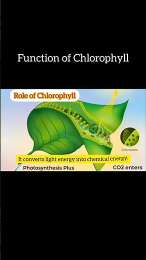 Mechanism of Chlorophyll Action