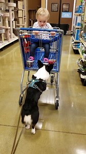 1.4K views · 397 reactions | It's my BIRTHDAY and we're going shopping!!!! | Charlie Corgington | Facebook