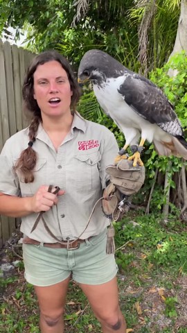 Augur buzzard shows off its surprisingly sweet personality