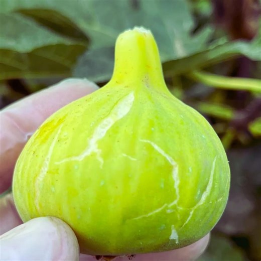 1 Gold Fig Tree (ficus Carica): Live Organic Heirloom Fruit Tree - Etsy