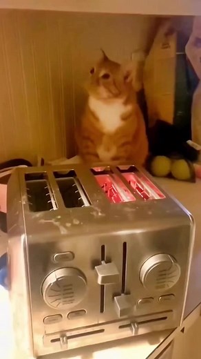 🤣Funny Cat Fails | Try Not To Laugh!! 🤣