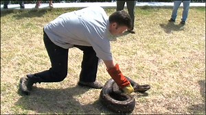 How do you catch a python?