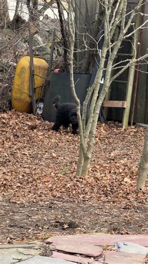 His last ever squirrel. Rest easy Moose and thanks for being the best dog ever.