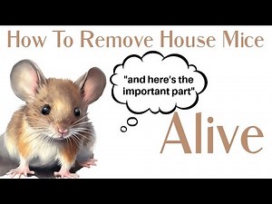 How To Get a Mouse Out of Your House