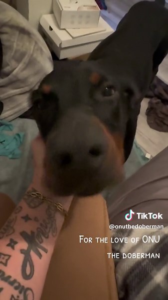 These are what Idiopathic Head Tremors look like in a doberman. I think his are due to trauma, but there are many things that can cause a dog to have these. #tremors #focalseizure #onuthedoberman #dobermansoftiktok #rescuedoberman #rescuedogstory #fortheloveofadog #dogloversonly #seattletiktok #dobermanpinscher #doberman