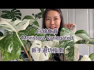 白锦龟背/ Monstera Variegated ABC\n新手避坑指南