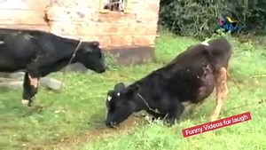 1.4M views · 75K reactions | 轢 part 2 | Funny Videos For Laugh | Facebook