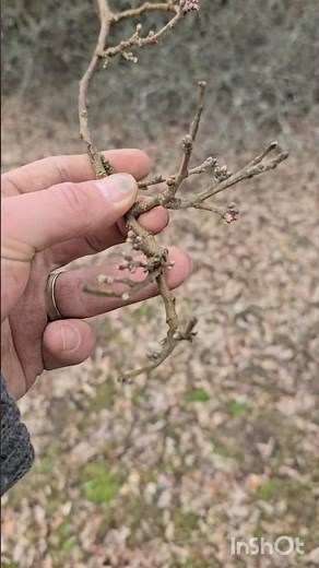 how to identify oak trees easy #oak #tree #howto #how #identifyanarcissist