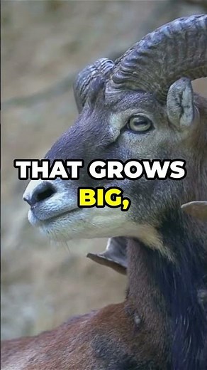 Daniel 8: Vision - The Ram and the Goat