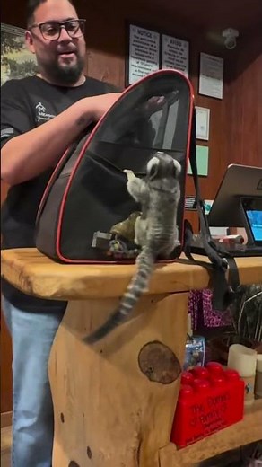 When a Lemur Turns Hide-and-Seek Into a Hilarious Pet Adventure!