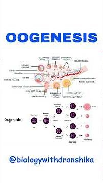 Oogenesis: The journey from a cell to life’s beginning! #biology #reproductivesystem #education