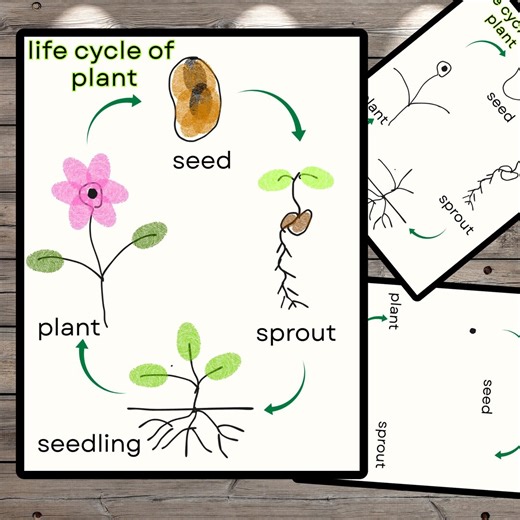 Plant Life Cycle Fingerprint Worksheet: STEM Craft (printable). - Etsy
