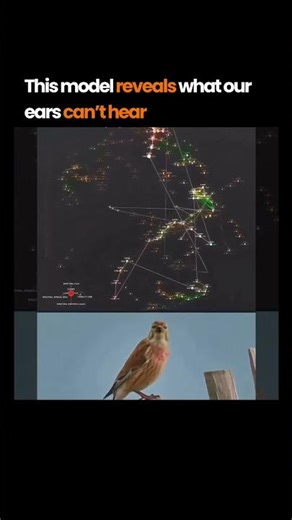 This model reveals what our ears can’t hear