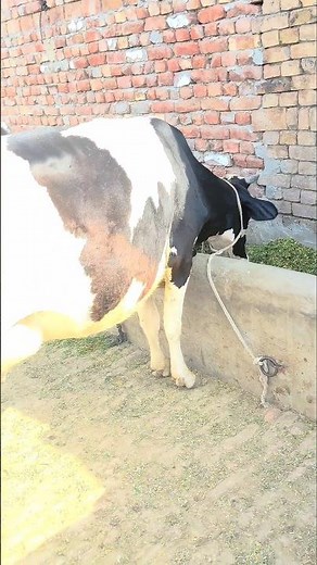 American Cows Feast! 🐄🍽️ What Do They Really Eat? (4K Close-Up)