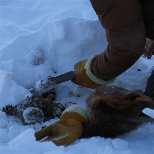 44K views · 344 reactions | Trapping in sub-zero temperatures isn't always successful—but there is always something to be learned ❄️ Don't miss Life Below Zero, tonight at 9/8c on National Geographic. Now streaming on Disney+ and Hulu. | National Geographic TV | Facebook