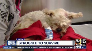 91K views · 1.2K reactions | This pooch has lived a "ruff" life. He was first rescued after he was dumped in a dumpster, and just a day later he got lost, ate rocks and was picked up by an owl. HOW YOU CAN HELP HIM: bit.ly/2goSH6R | ABC15 Arizona | Facebook