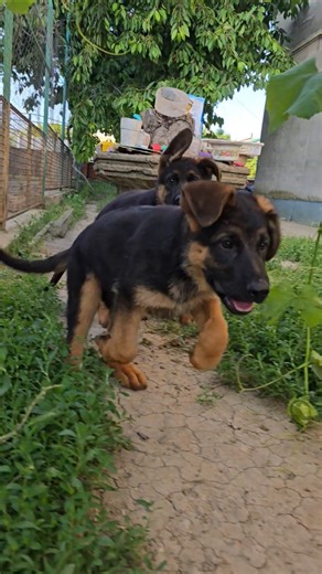 🤩Happy puppies playing after breakfast. Cute family of German Shepherds – puppies and their mother.