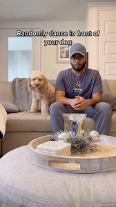 This was fun 🤩 #dogchallenge #dancingdog #dogtok #funvideo #viralvideo #petlover | Luna Cockapoo
