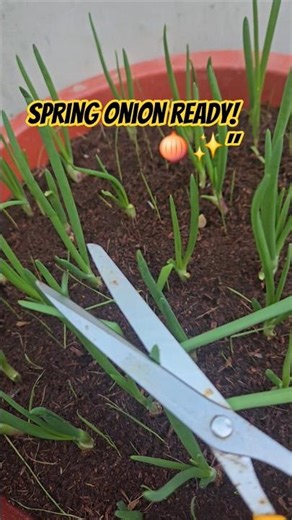 Fresh spring onion harvest today! 🧅🌱 #SpringOnion #Harvest #KitchenGarden #GardeningUpdate#ytshorts