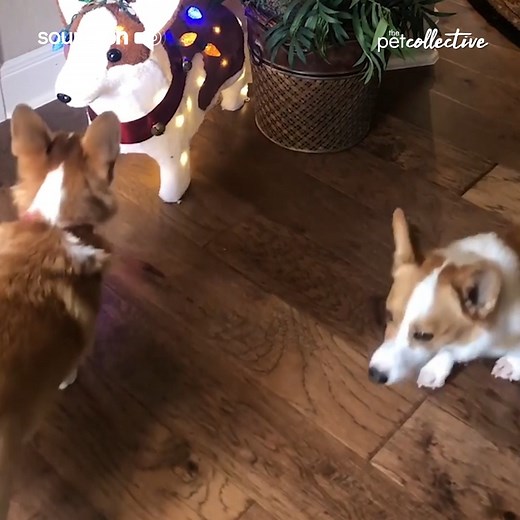 110K views · 821 reactions | One of these things is not like the others... | Try Not to Laugh | Facebook