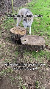 5.1K views · 83 reactions | I do quite a lot of stuff with my dogs in...