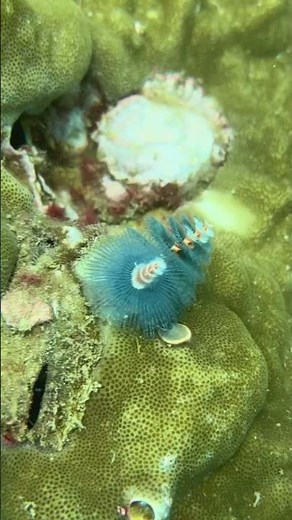 Colorful Sea Worms – Amazing Underwater Creatures in Vietnam’s Coral Reefs 🪱🌊🪸