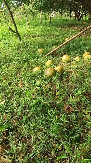 Exploring a Serene Mango Orchard in Full Bloom