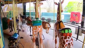 9.2K views · 297 reactions | Take a virtual ride on our Conservation Carousel! Our carousel features 33 different endangered species from all over the world. What animal is your first pick to ride when you visit? | Akron Zoo | Facebook