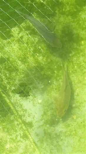 Green chagoi and soragoi koi fish 6 weeks old