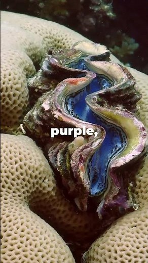 The Marvelous Giant Clam: Ocean's Gentle Giant