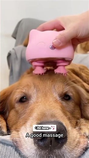massage machine #goldenretreivers #dog #pets #dogvideos