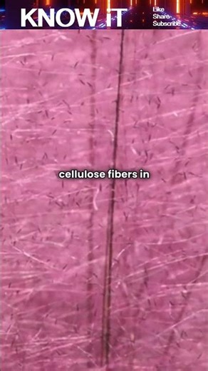 How many Times its Weight can Cotton Absorb in Water?
