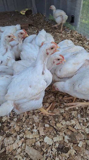 Broiler update 😄 | Back to Basics