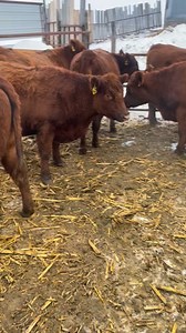 Consignment for January 12th Special Bred Cow & Heifer Auction Roscoe Center Zumbrota MN 15 Red Angus 1st calf hfrs & 15 coming 2nd & 3rd calf. All bred to Red Angus bulls out June 6th | Lanesboro Sales Commission, Inc