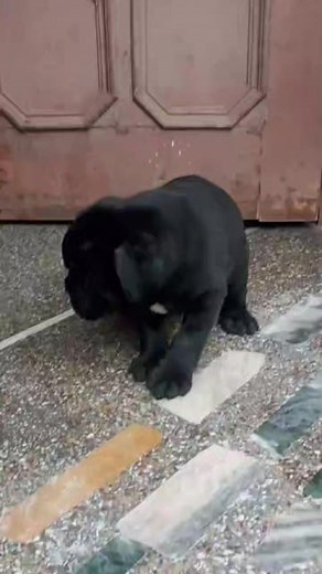 Most Powerfull And Expensive Breed Cane Corso Make My Pet | Make My Pet