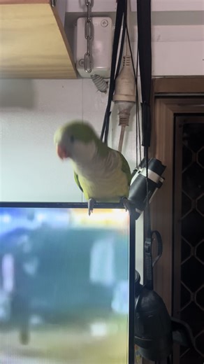 Bella speaking her mind. #bird #fyp #funny #rednecksnake #parrot