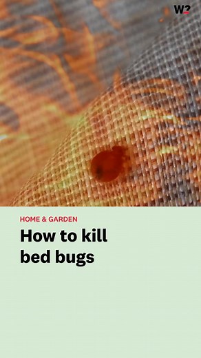 33K views · 134 reactions | 聯 Bed bug infestations are on the up! This is how to kill bed bugs and keep them at bay. #bedbugs #bedbugsolutions | Which? | Facebook