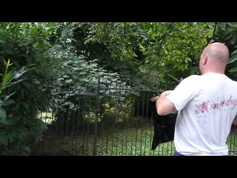 Bald faced hornets nest removal gone wrong (Fail)