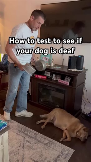 When Sam was 8 weeks old we done this deaf test to learn that she was 100% deaf. Sam is now 8 yrs old. #deafdog #shorts #love #puppy #dogtrainingtips