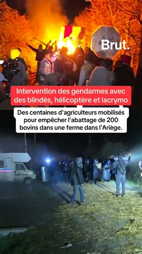La gendarmerie est intervenue avec des blindés et # gaz lacrymogènes en pleine nuit face à des centaines d’agriculteurs mobilisés pour empêcher l’abattage de 200 bovins dans une ferme dans l’Ariège. Le contexte et dernières infos avec @remybuisine | Brut
