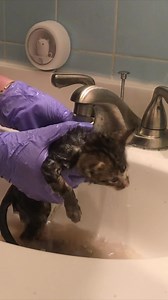 Basement kittens part 4 - these three were covered in fleas, so it's time for a bath using a fragrance-free dish soap and comfortably warm water. Create a ring of soapy water around the kitten's neck to keep fleas away from their head, then wash from the neck down (spot cleaning their head carefully). This brown color is a combination of dirt, feces, and their own blood from the fleas on their body. They also received Capstar, a fast acting oral flea treatment. Make sure to keep baths short, tow