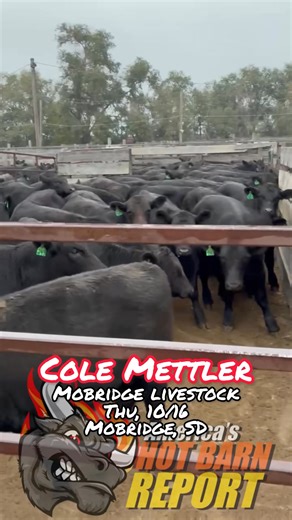 Hot barn warning issued for Mobridge SD this week! Watch it sizzle at CattleUSA.com! | Hot Barn Report
