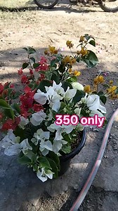 Multi stem 350 only 👉Loc. Magsingal Ilocos Sur bus ship Tru partas cargo only | Sylvia Ugale