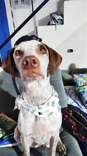 Cloe no quiere estudiar 🤣🤣 #cachorrosdivertidos #perros #canilla ‪@aventurascloe‬