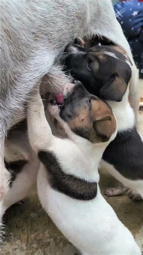사랑스러운 엄마 강아지와 갓 태어난 새끼 강아지들 ❤️🐶 #JapanDogs #KoeraDogs
