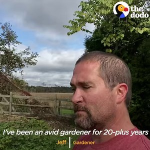 107M views · 1.6M reactions | Guy plants a whole garden for the groundhog who keeps stealing his veggies — and can't believe it when he brings his whole family over  | The Dodo | Facebook