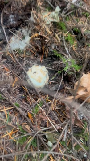 11 reactions · 3 comments | DrNo Entertainmment on Reels | Facebook