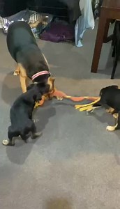 Big boy Sam and 3 little puppies. The pups are looking for super forever homes! | Pound Paws Rescue